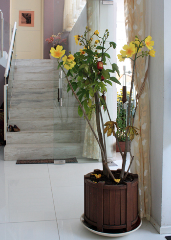 Nhà Cẩm Vân Nhà Cẩm Vân